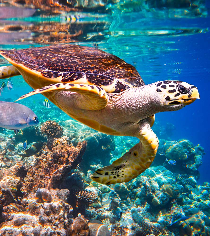 Maldives